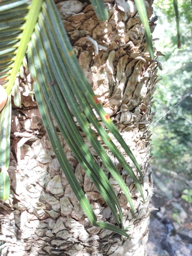 Cycas ophiolitica, photograph 1