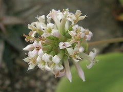 Kalanchoe synsepala