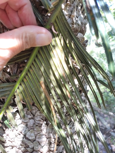 Cycas ophiolitica, photograph 2