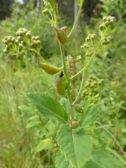 Dasineura salicifoliae
