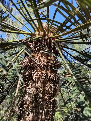 Cycas ophiolitica, photograph 3