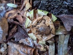 Myriostoma