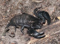Opisthacanthus capensis