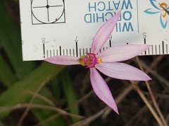 Caladenia hillmanii
