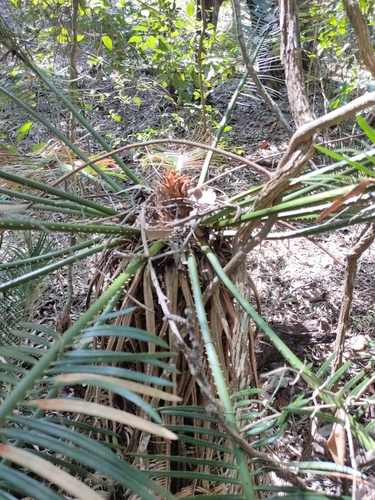 Cycas ophiolitica, photograph 4