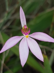Caladenia hillmanii