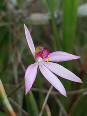 Caladenia hillmanii