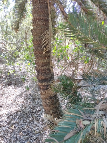 Cycas ophiolitica, photograph 5