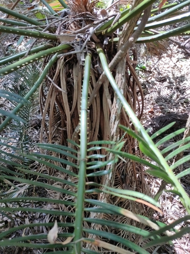 Cycas ophiolitica, photograph 6