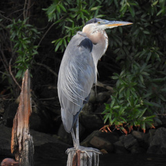 Ardea herodias