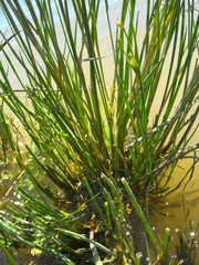 Juncus exsertus