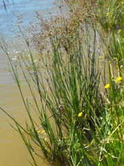 Juncus exsertus