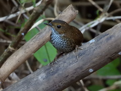 Pnoepyga pusilla