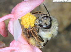 Bombus picipes