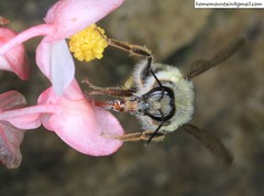 Bombus picipes