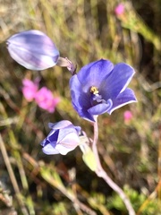 Thelymitra purpurata