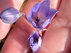 Thelymitra purpurata
