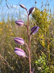 Thelymitra purpurata
