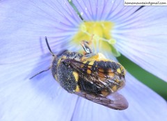 Anthidiellum boreale