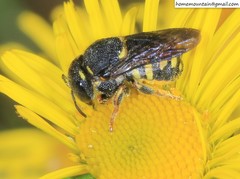 Anthidiellum boreale