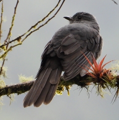 Lipaugus fuscocinereus