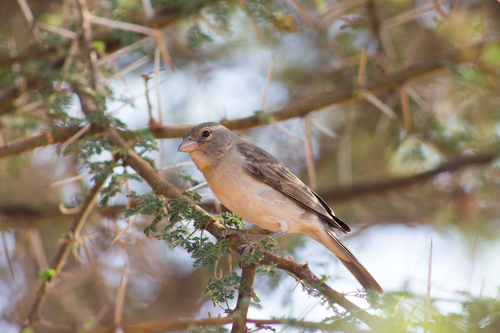 Yellow-spotted Bush Sparrow