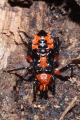 Tegea atropicta