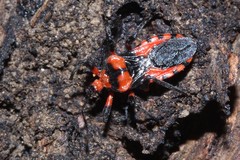Tegea atropicta