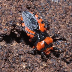 Tegea atropicta