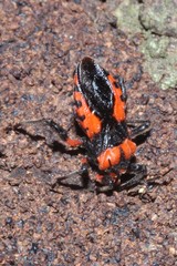 Tegea atropicta