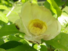 Calycanthus chinensis