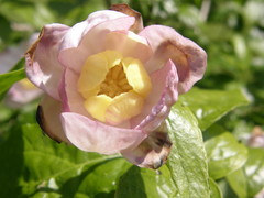 Calycanthus chinensis