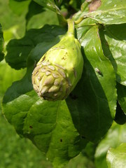 Calycanthus chinensis