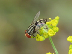 Miltogramma taeniata