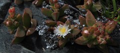 Delosperma patersoniae