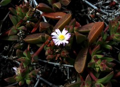 Delosperma patersoniae