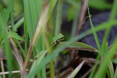 Hyla japonica