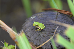 Hyla japonica