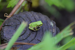 Hyla japonica