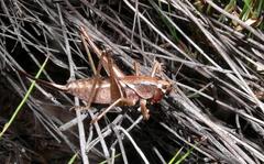 Alfredectes semiaeneus
