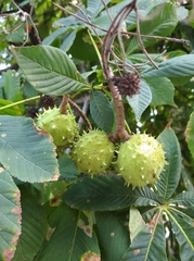 Aesculus