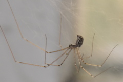 Holocnemus pluchei