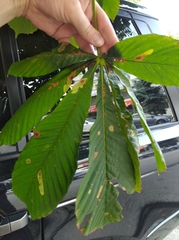 Aesculus