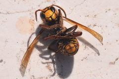 Vespa crabro