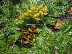 Arctopus monacanthus