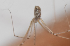 Holocnemus pluchei