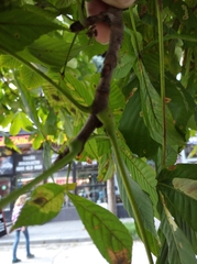 Aesculus