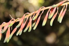 Gasteria acinacifolia