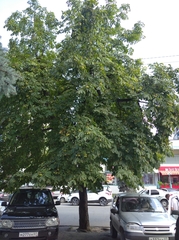Aesculus
