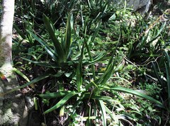 Gasteria acinacifolia